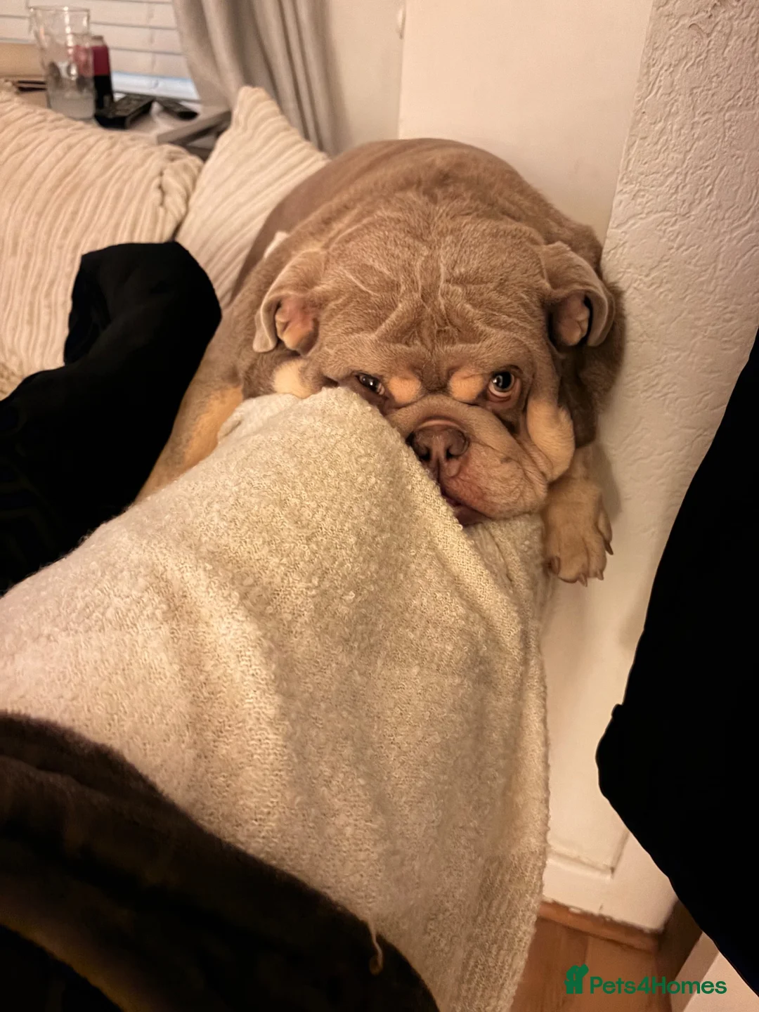 English Bulldog dogs for sale: 6 month male merle bulldog  - Advert 2