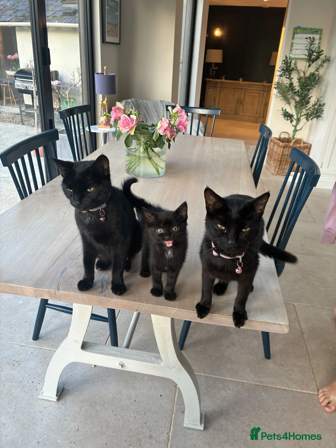 Mixed Breed cats for sale: Beautiful Girl - Advert 5