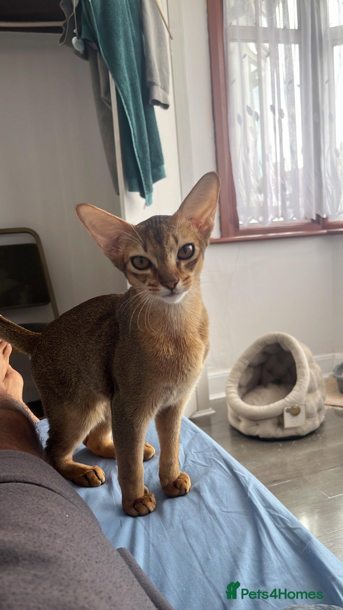 Abyssinian cats Beautiful 6 month male Abyssinian  - Advert 7