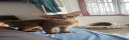 Abyssinian cats for sale: Beautiful 6 month male Abyssinian  - Advert 1