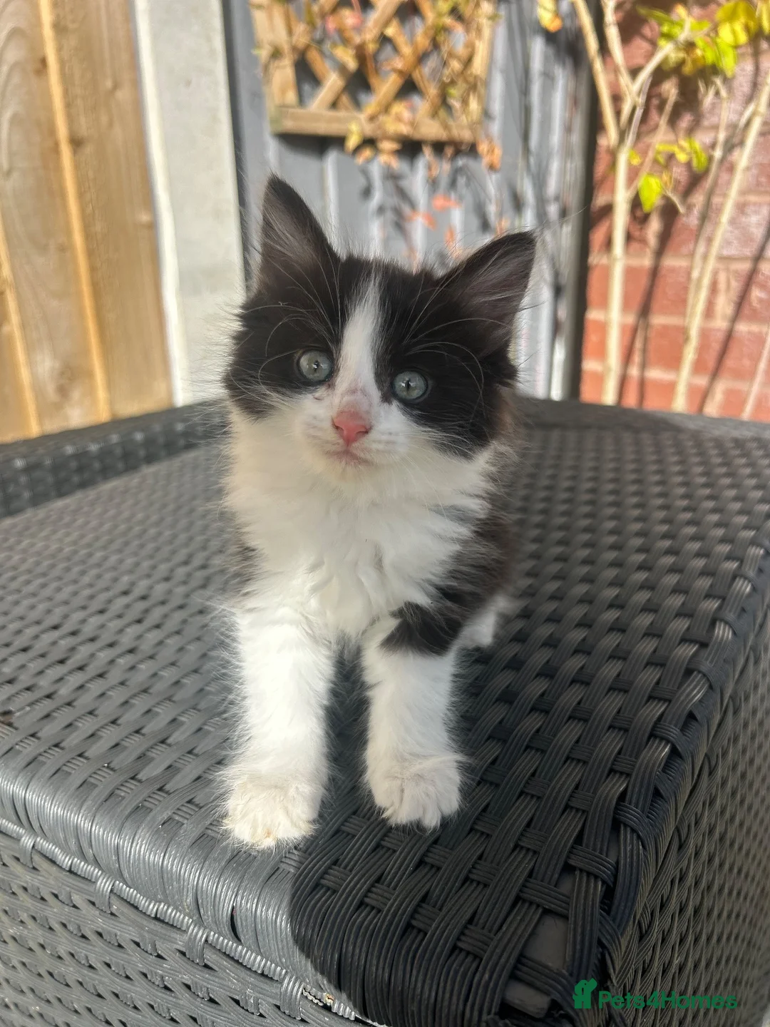Mixed Breed cats for sale: Cheeky fluffy kittens in Carlisle - Advert 1