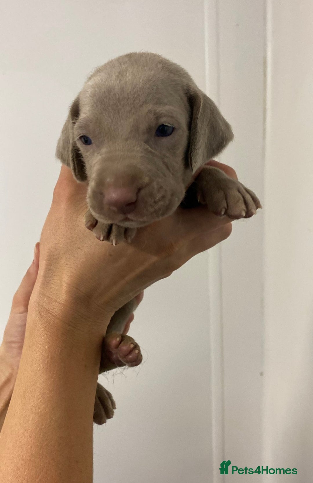 Weimaraner dogs for sale: 2 boys/2 girls available  - Image 2