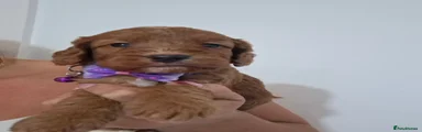 Cockapoo 6