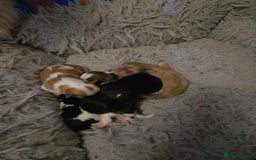 Shih Tzu dogs for sale: Stunning  shihtzus  puppies  4 girls 1 boy - Advert 8