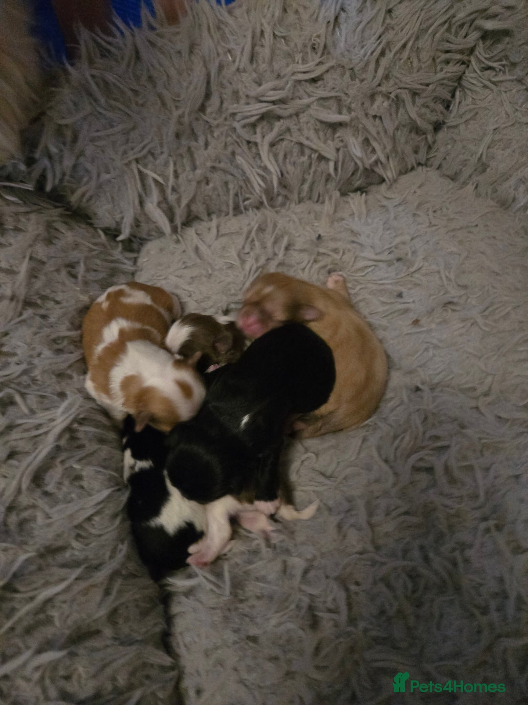 Shih Tzu dogs for sale: Stunning  shihtzus  puppies  4 girls 1 boy - Advert 8