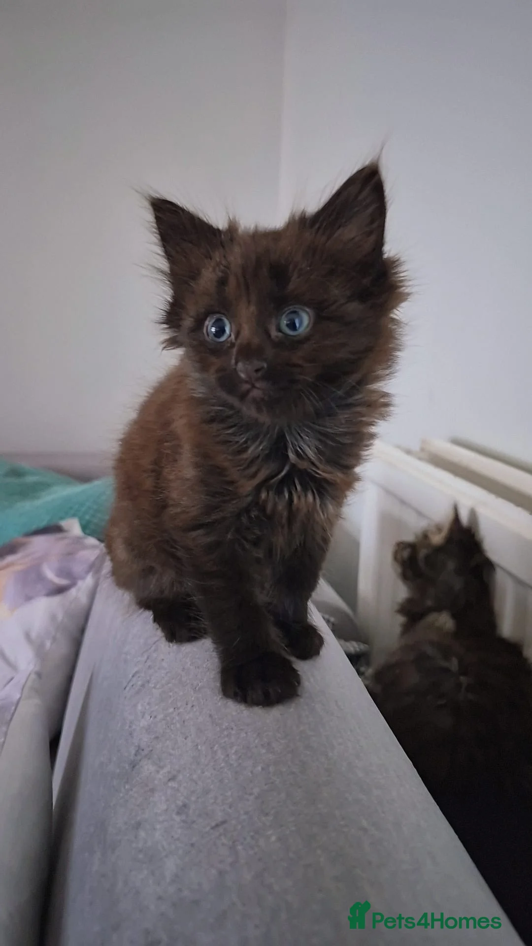 Siberian cats for sale: 6 hypoallergenic Siberian kittens  in London - Advert 17