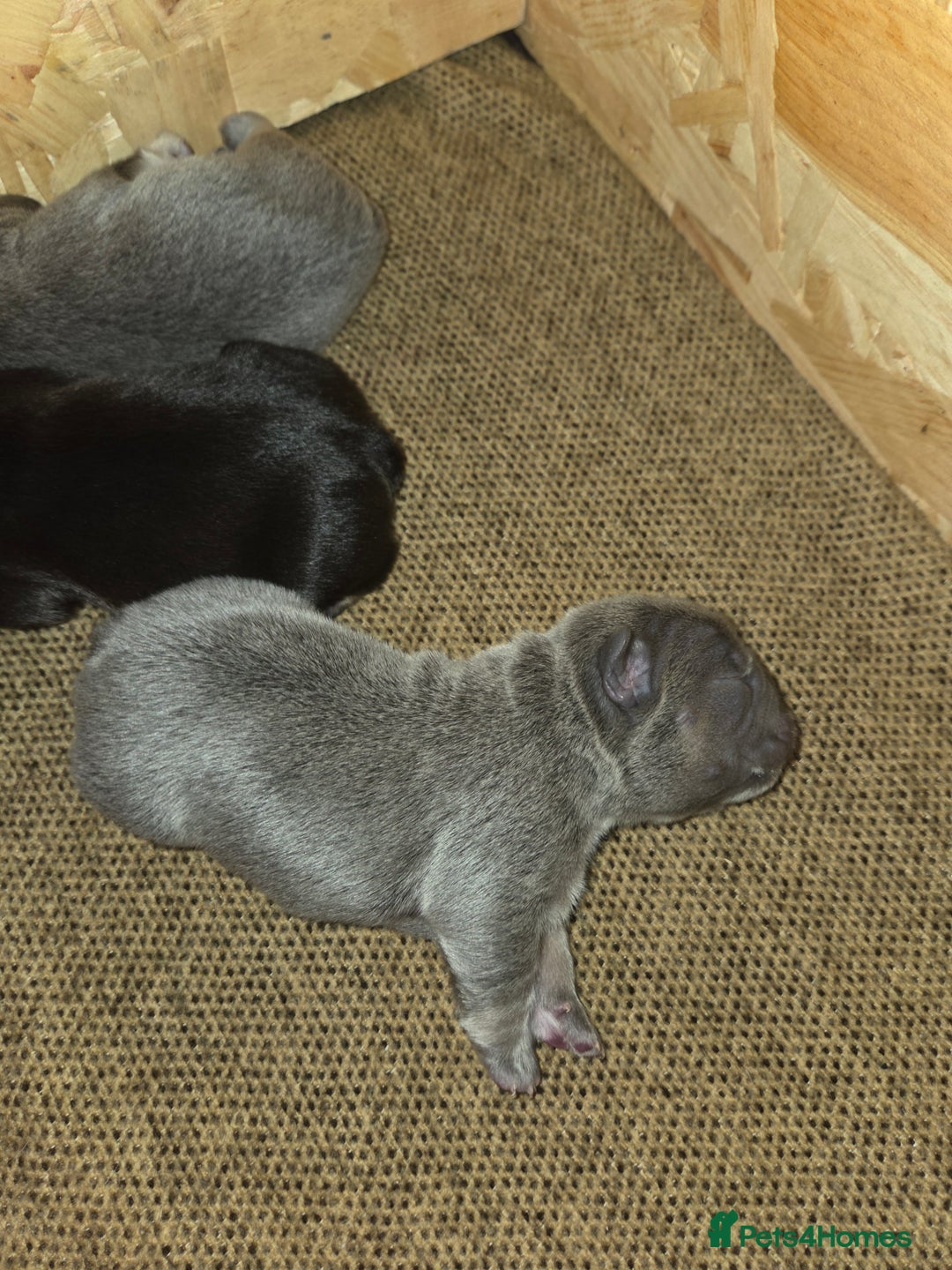 French Bulldog dogs for sale: 5 beautiful male french bulldog puppies  - Image 11