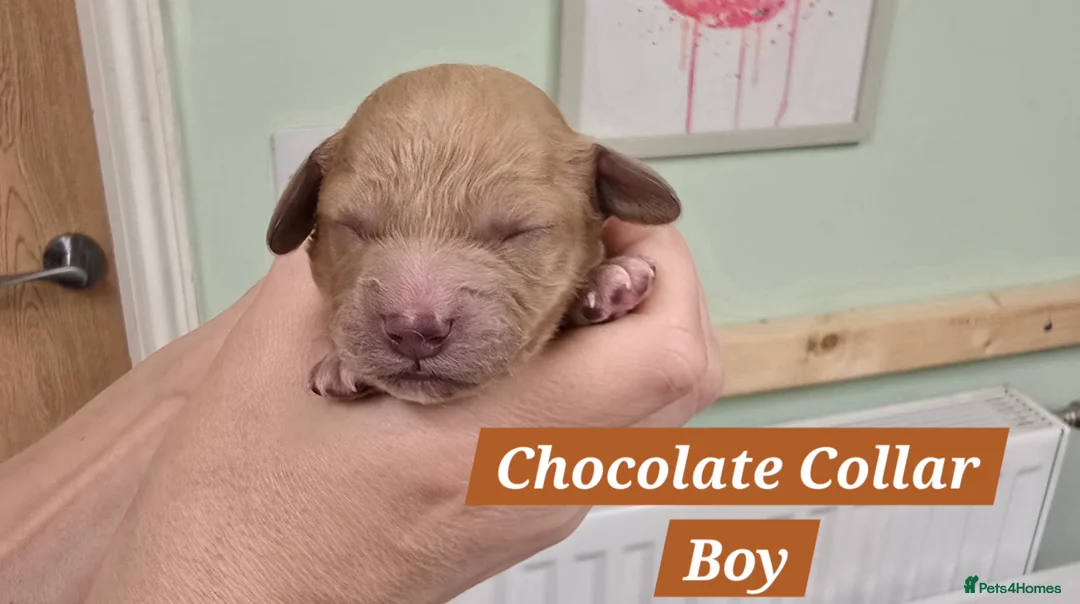 Cavachon dogs for sale: F1 Cavapoochons for sale! - Advert 4