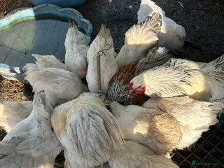 Chickens poultry Brahma - Advert 11