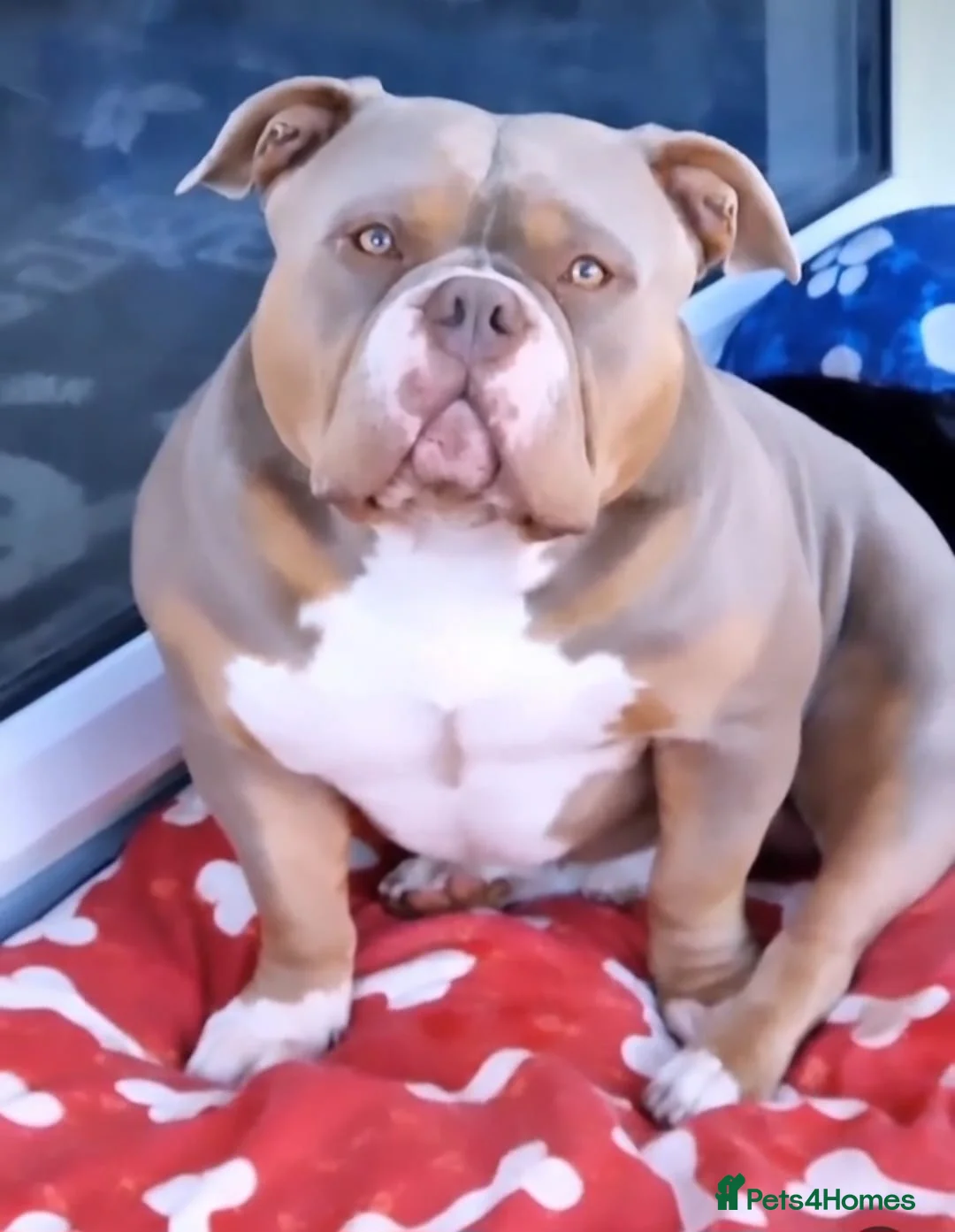 American Bully dogs for stud: American Pocket Bully PROVEN ! in Dartford - Advert 31