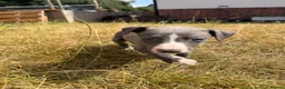Whippet dogs for sale: Beautiful whippet puppies - Advert 4