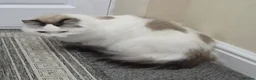 Ragdoll cats for sale: Male Ragdoll Cat - Handsome & Friendly - Advert 11