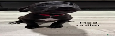 Puppy 4 (red collar)