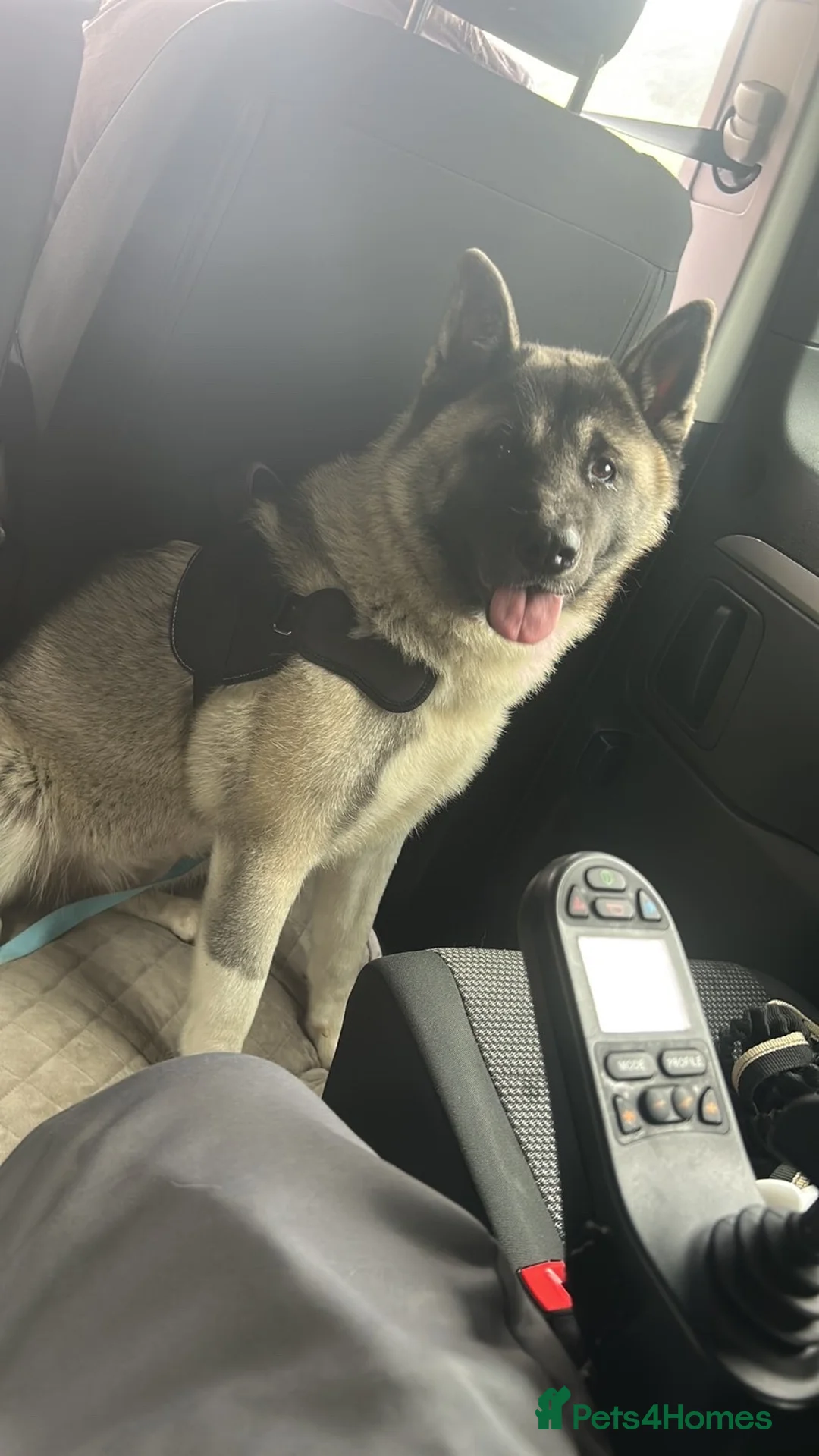 Akita dogs for sale: Kira the akita - Advert 6