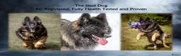 German Shepherd dogs for sale: Exceptional litter of ÚlfrVættir puppies due soon! - Advert 7