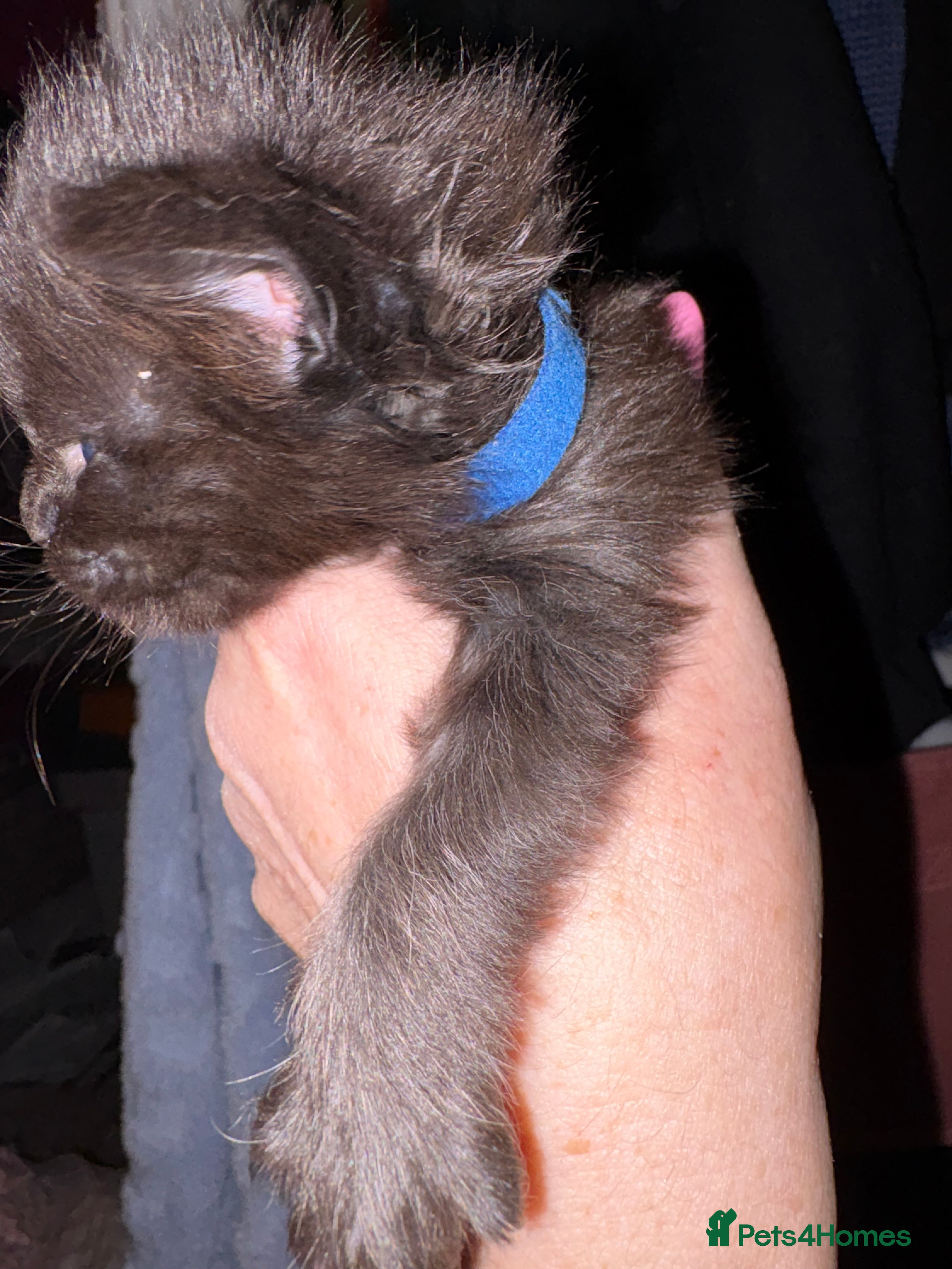 Maine Coon cats Pure Maine coon kittens  - Advert 3