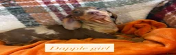 Dachshund dogs for sale: 5 beautiful dachshund girls  - Advert 12