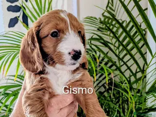 Cockapoo dogs Outstanding F1B DNA checked Cockerpoo puppies . - Advert 12