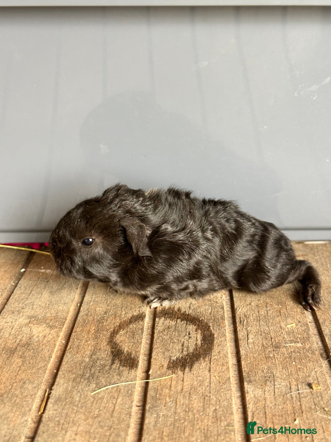 Guinea Pig rodents for sale: Baby boar - Advert 2