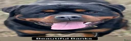 Rottweiler dogs for sale: PREGNANCY CONFIRMED — WAITING LIST NOW OPEN - Advert 13