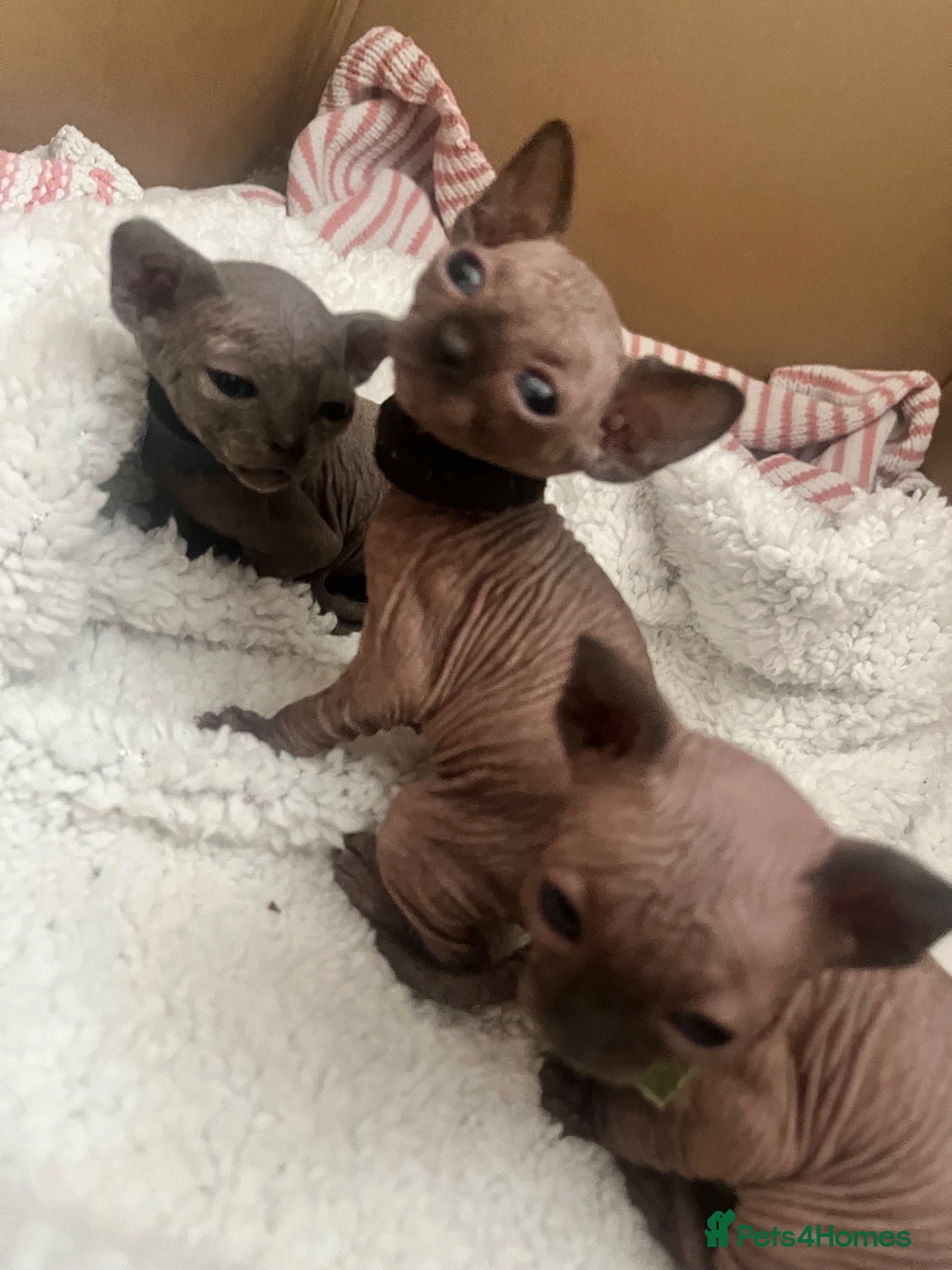 Sphynx cats Sphynx Kittens - Advert 22