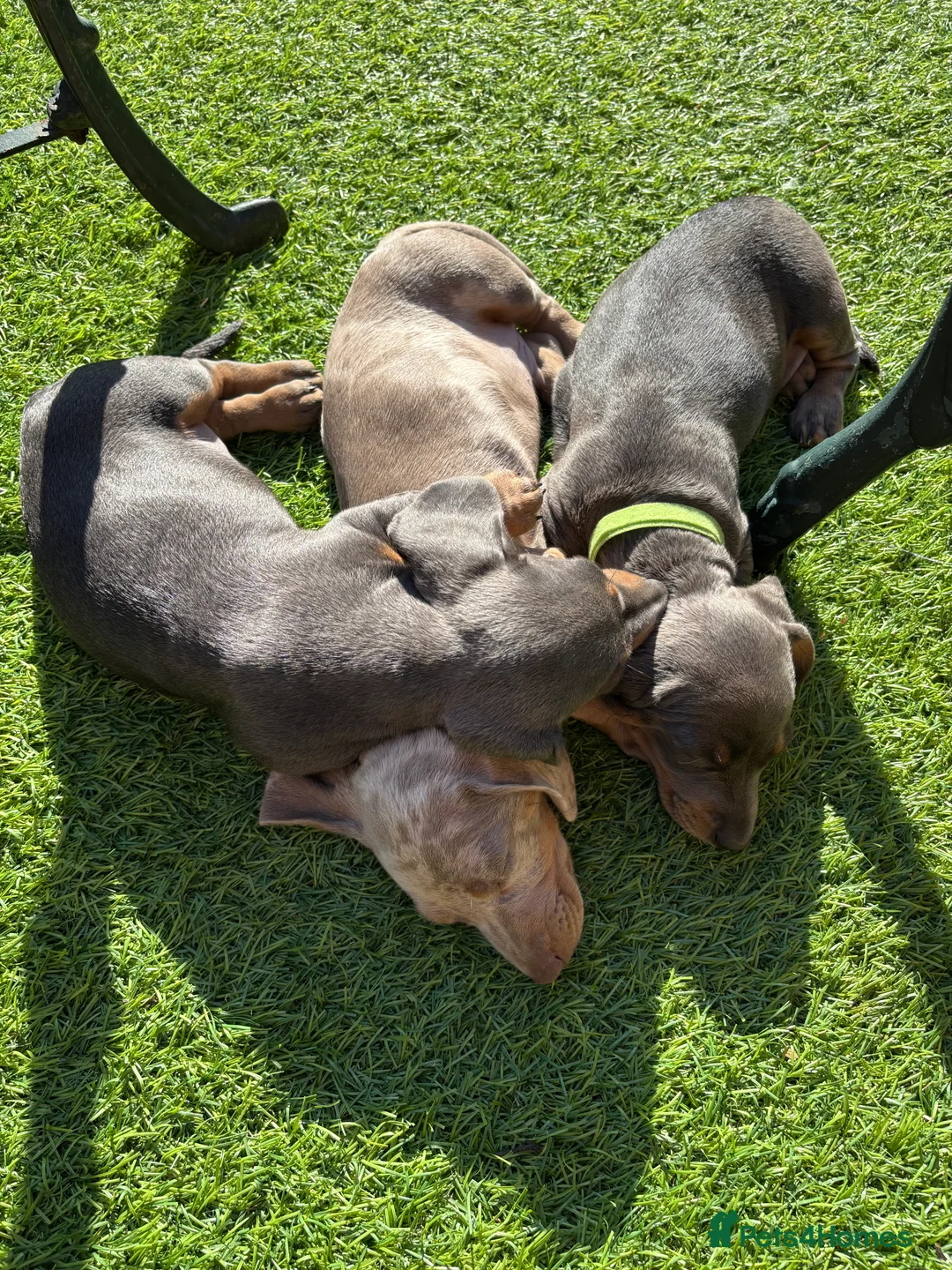 Miniature Dachshund dogs for stud: Kc Miniature chocolate daschund for stud  - Advert 8