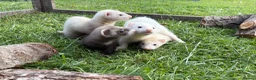 Ferret rodents for sale: Kits for sale  - Advert 7