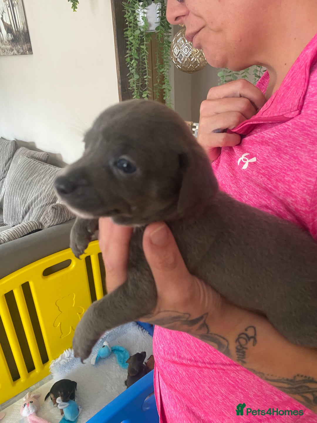 Mixed Breed dogs for sale: REDUCED only 2 left Tiny chiweenie puppy’s  - Image 34