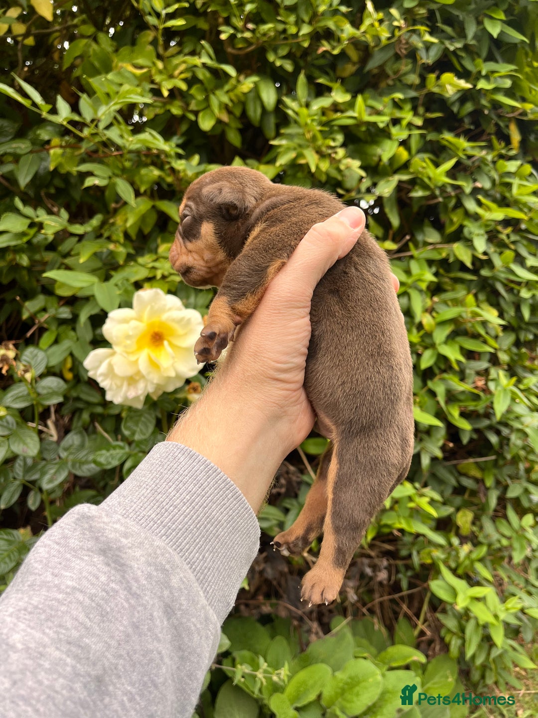 Olde English Bulldogge dogs for sale: RAINBOW OLD ENGLISH LITTER !!! - Image 17