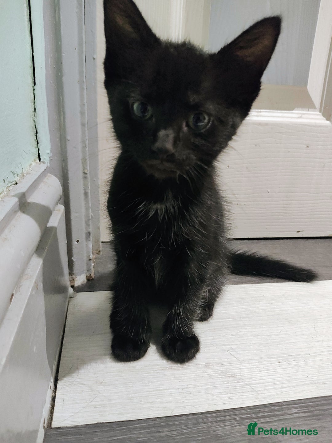 Mixed Breed cats for sale: 5 lovely kittens available  - Image 2