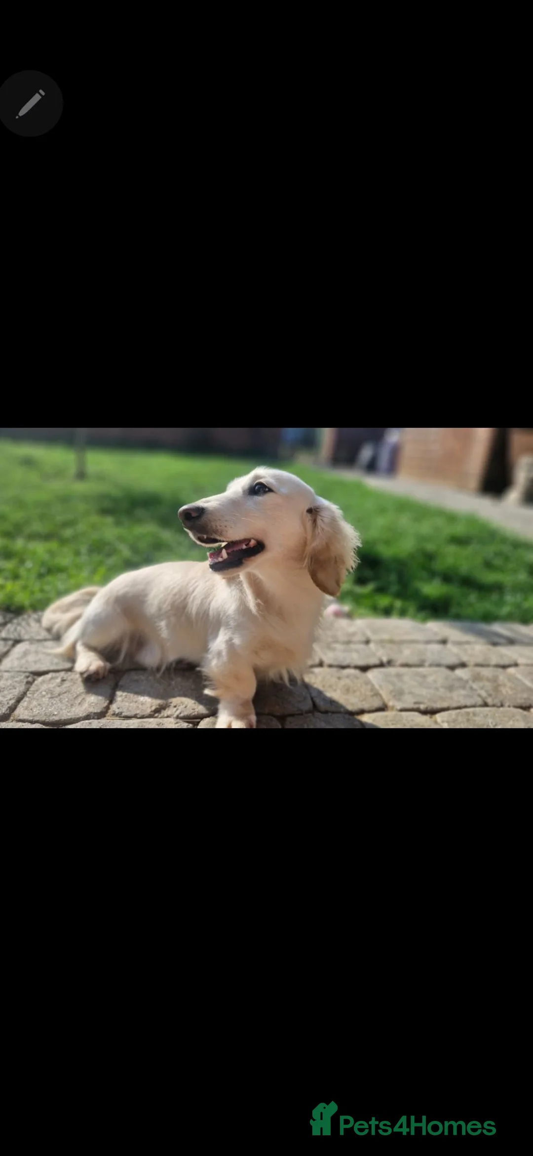 Miniature Dachshund dogs for stud: ⭐️STUNNING KC REG CREAM LONTCOAT STUD⭐️ - Advert 2