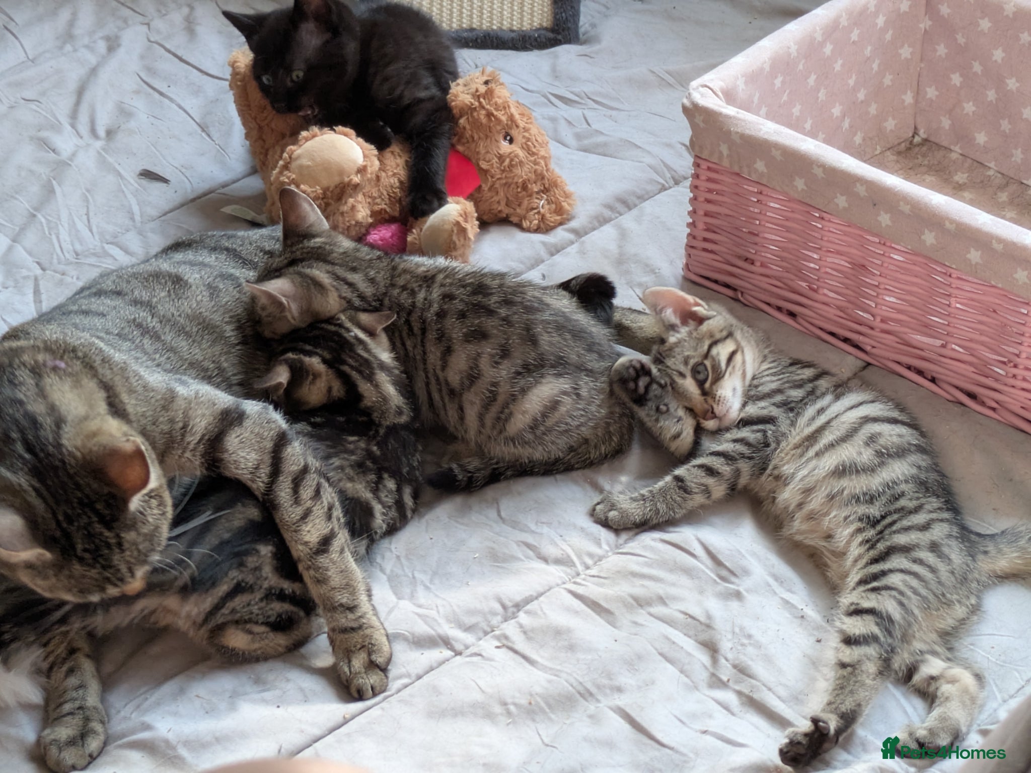 Bengal cats for sale: 3/4 BENGAL - READY TO GO!  - Advert 5