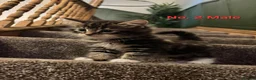 Mixed Breed cats for sale: Gorgeous kittens ready for loving homes - Advert 7