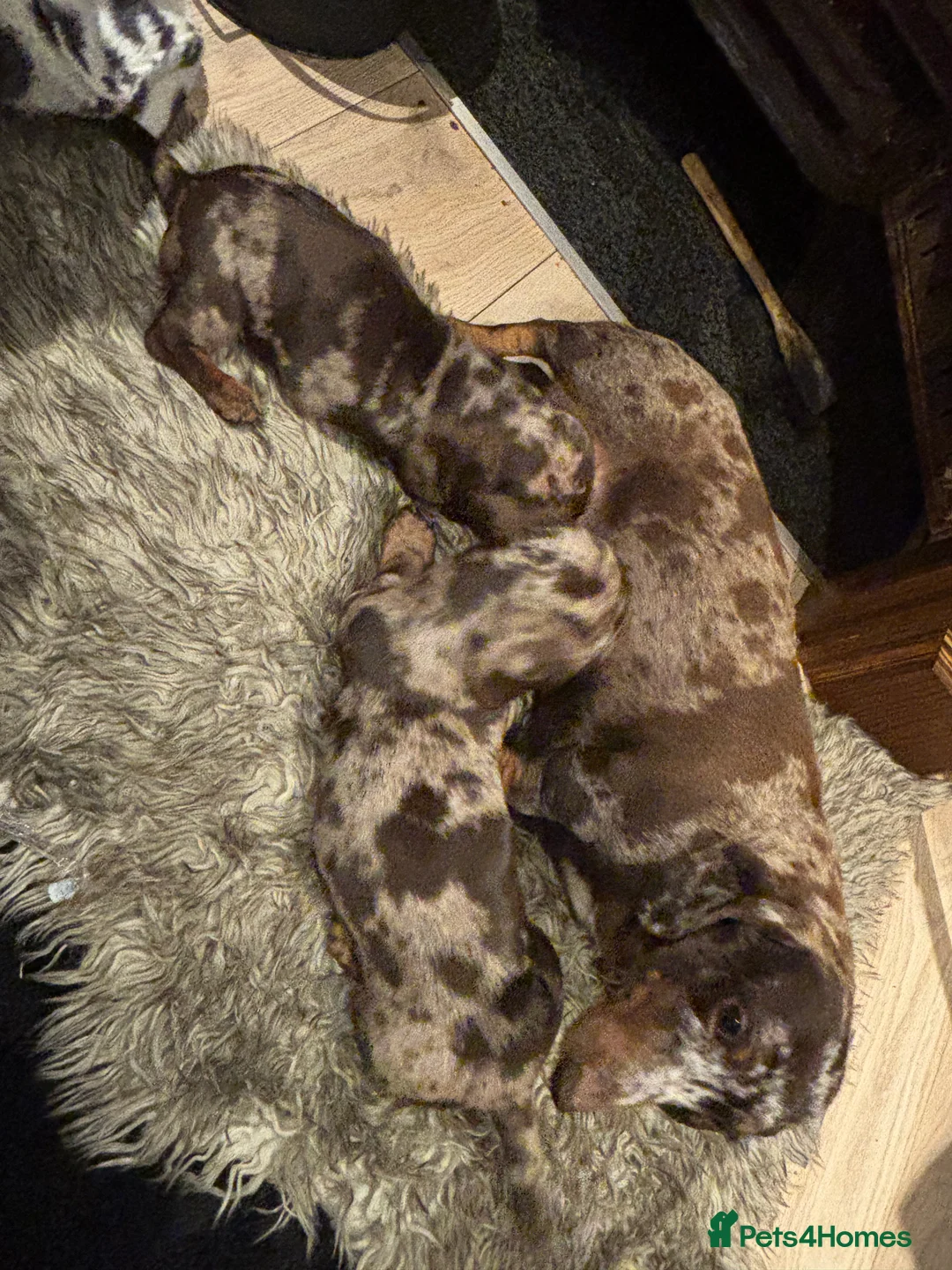 Dachshund dogs for sale: Dachshund puppies  - Advert 5