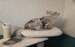 Maine Coon cats for sale: Maine Coon Black Silver Russian Lines - Image 19