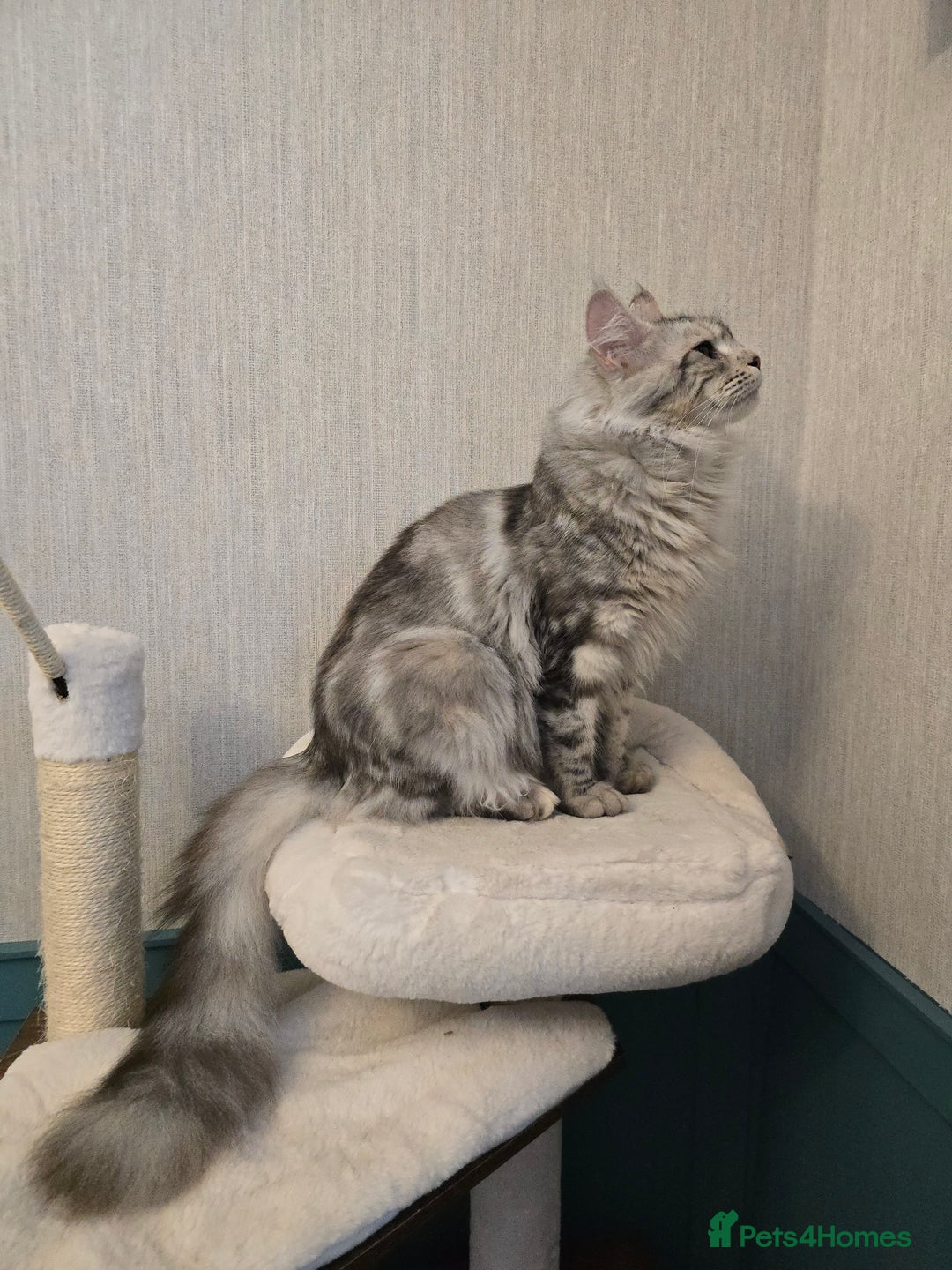 Maine Coon cats for sale: Maine Coon Black Silver Russian Lines - Image 19