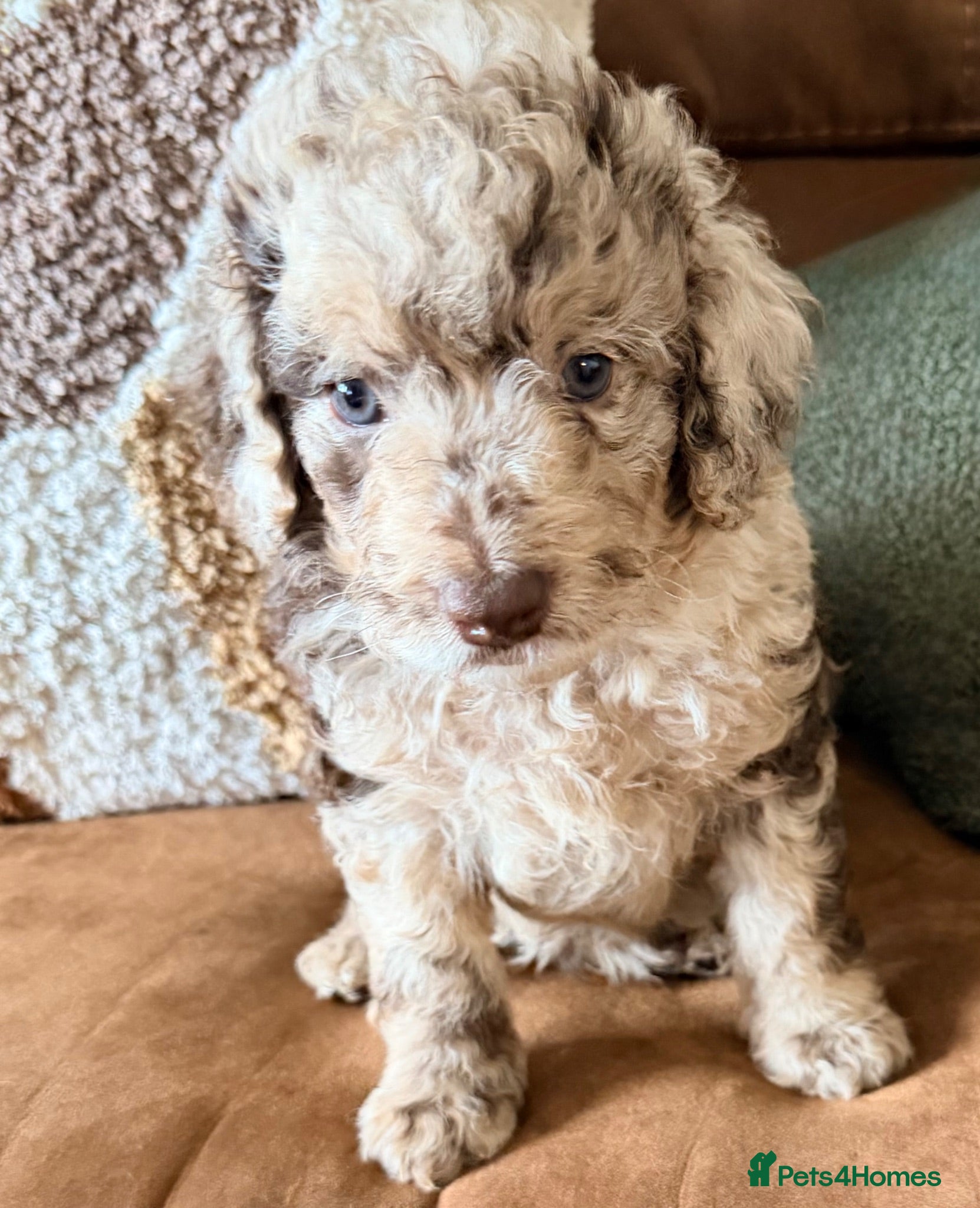 Cockapoo dogs 💙 Stunning Merle Male Cockapoo Puppy  💙 - Advert 12