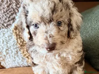 Cockapoo dogs 💙 Stunning Merle Male Cockapoo Puppy 💙 - Advert 5