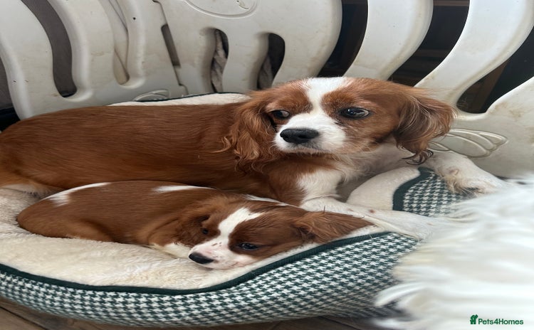 Cavalier King Charles Spaniel dogs - Advert 1