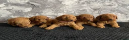 Miniature Poodle dogs for sale: Stunning Full Pedigree Red Minature Poodles  in Oldham - Advert 19