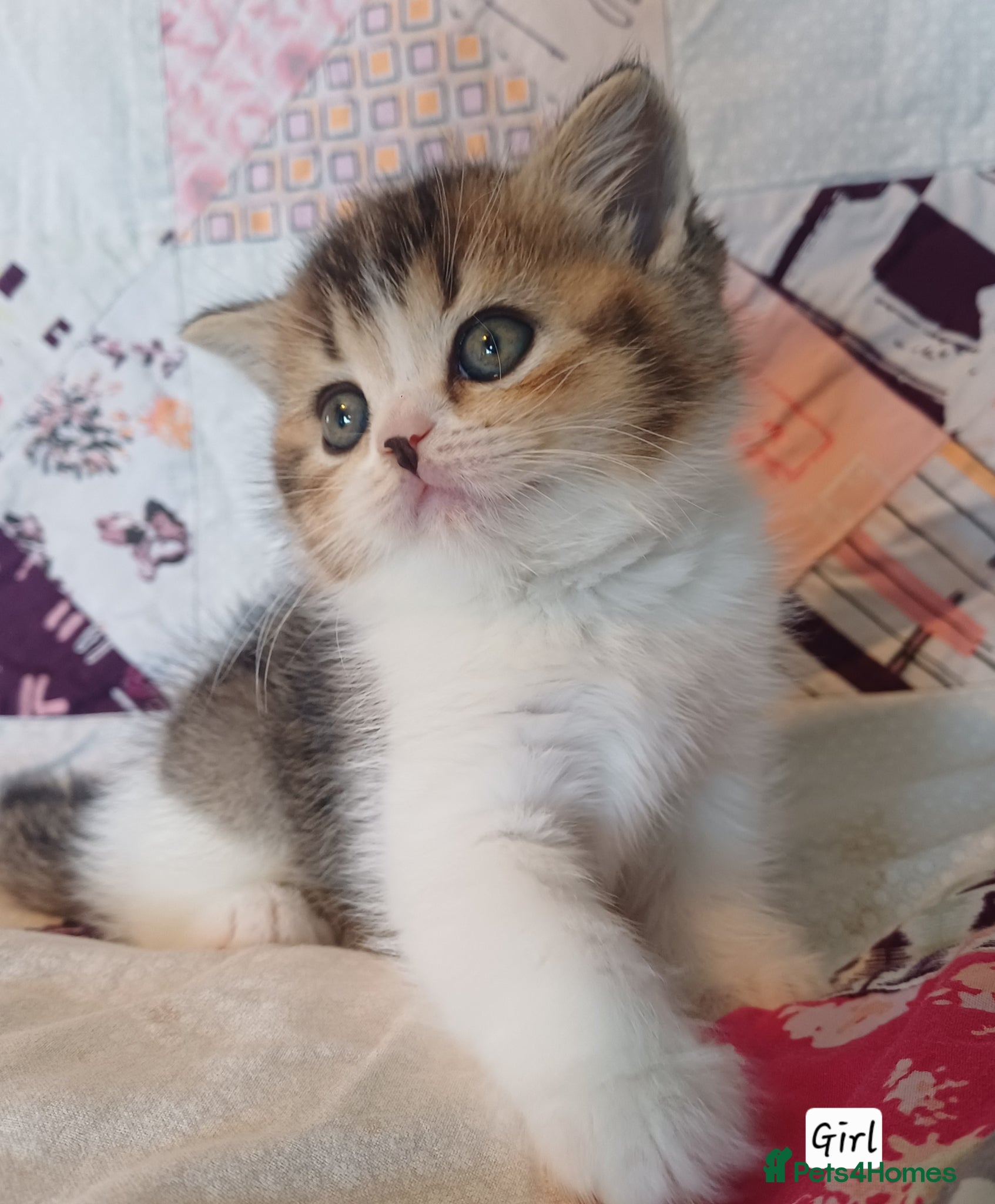 British Shorthair Kitten 4