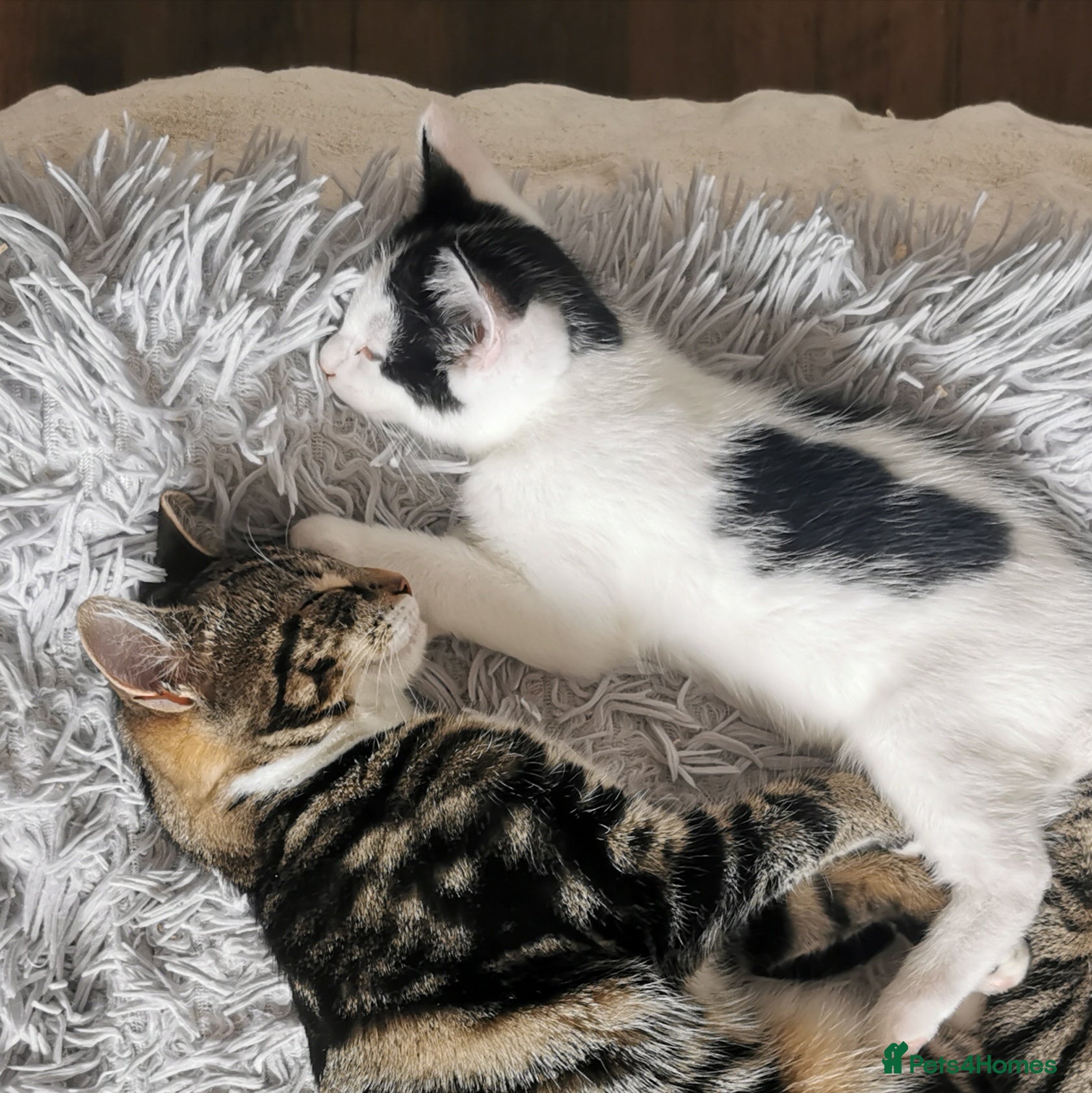 Mixed Breed cats for sale: Gorgeous, sweet natured & very playful kittens in London - Advert 35