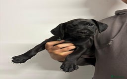 Mixed Breed dogs for sale: Cockapoo-look Puppies  - Image 3