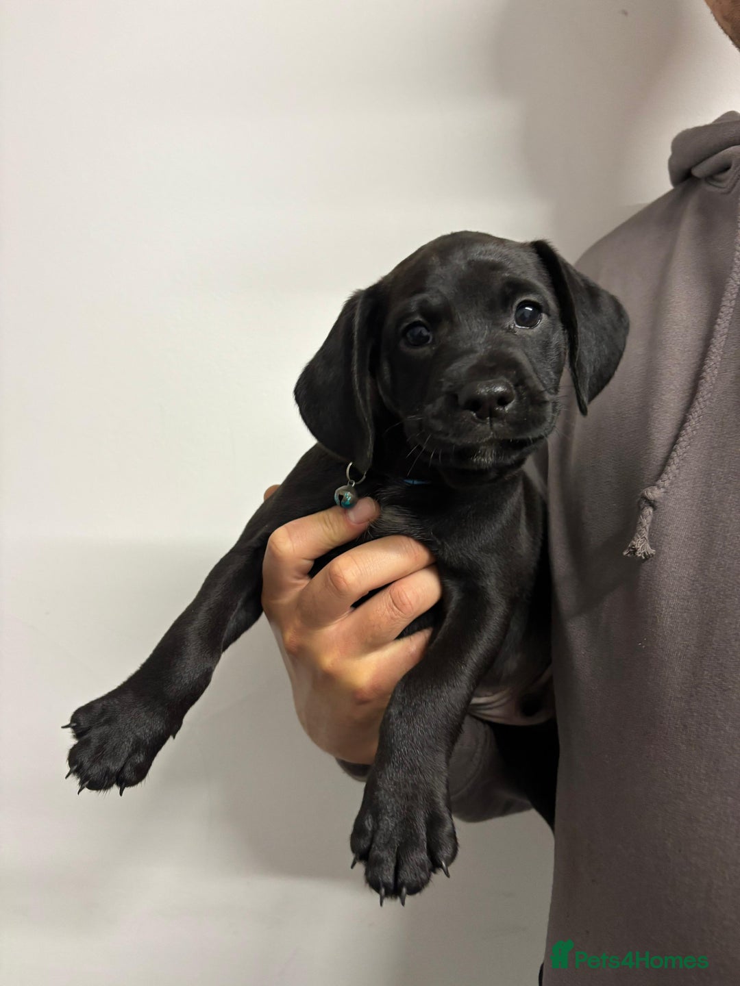 Mixed Breed dogs for sale: Cockapoo-look Puppies  - Image 3