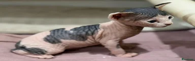 Sphynx 1