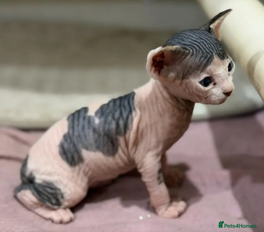 Sphynx cats for sale: Beautiful Sphynx Kittens for Sale - Advert 2