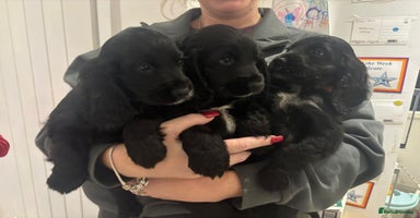 Cocker Spaniel dogs Last beautiful show cocker  - Advert 15