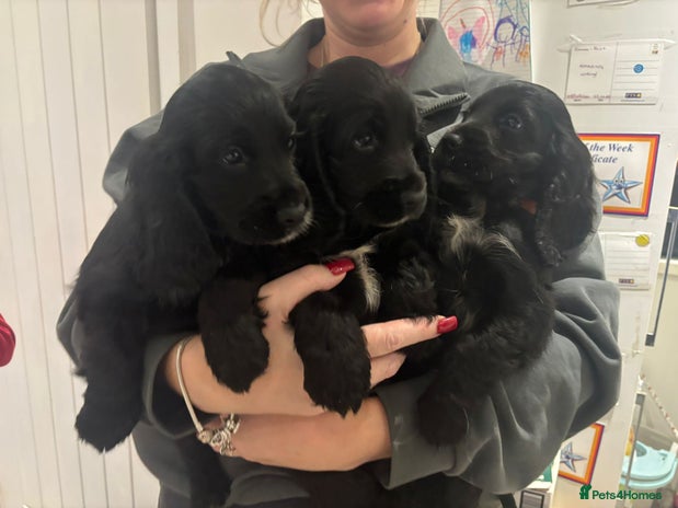 Cocker Spaniel dogs - Advert 12