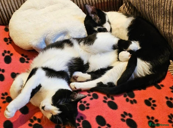 Mixed Breed cats Arlo and Roger - Advert 3