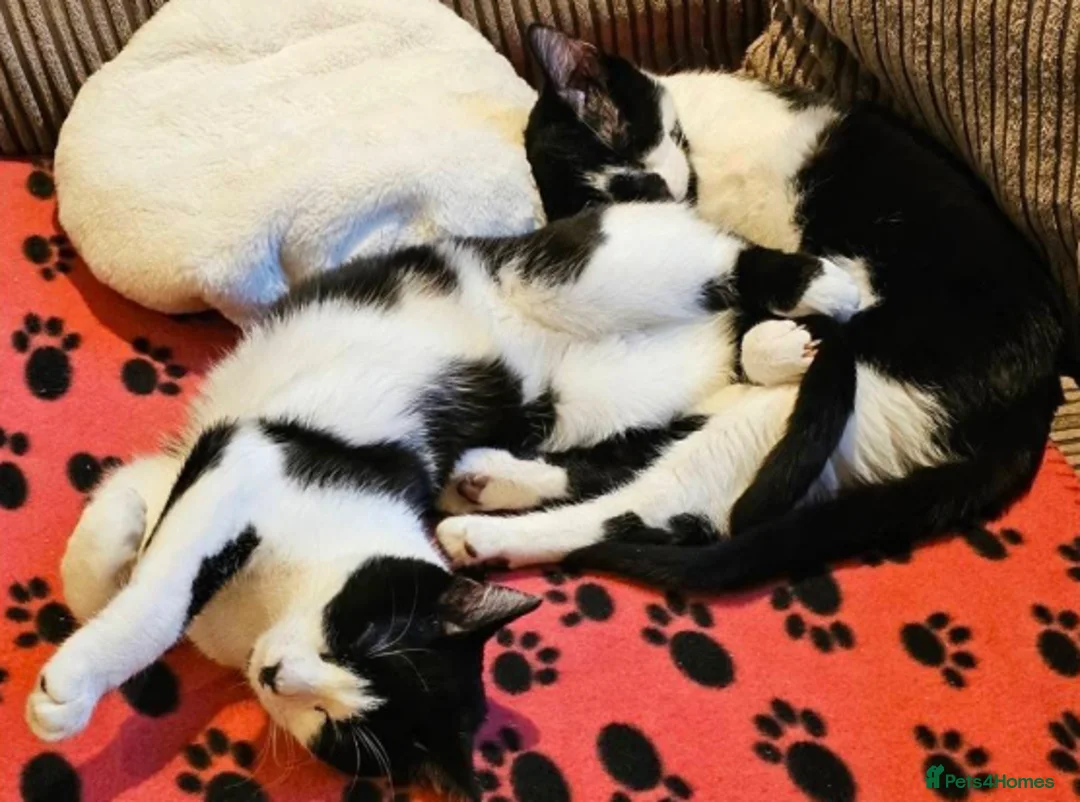 Mixed Breed cats for adoption: Arlo and Roger - Advert 1